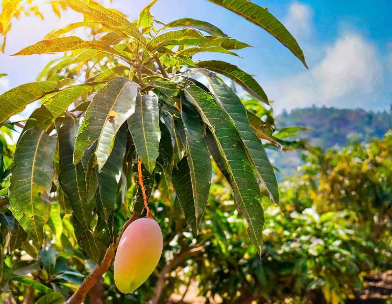 How a Mango Harvest Brings a Village Together