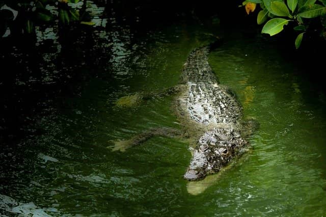 How many crocodiles are there in Puerto Vallarta?