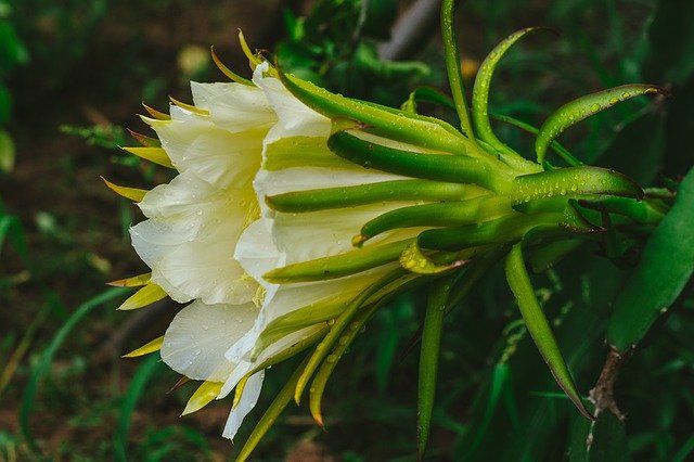 Dragon fruit thorns.