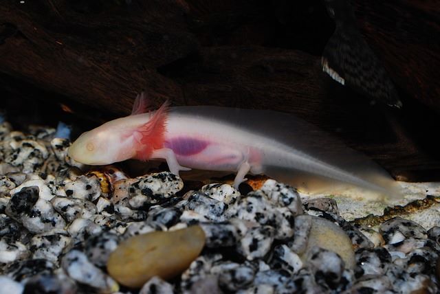 Feeding your axolotl