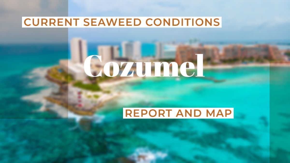 Current Seaweed Condition in Cozumel: Measures Taken