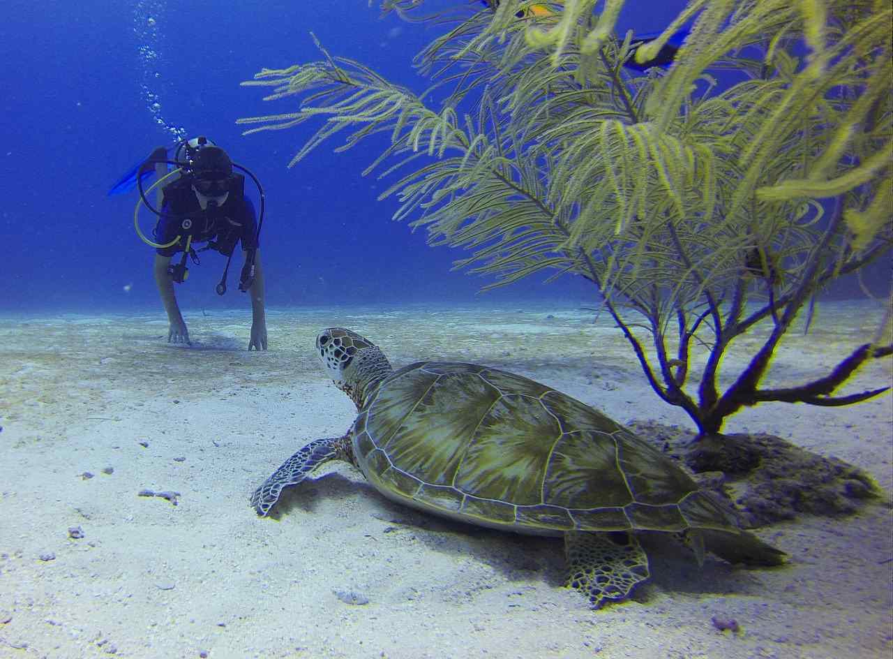 Scuba Diving in Cozumel and the Yucatán's Caribbean Coast