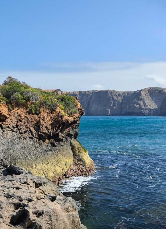 Explore the unique flora and fauna of Bahía de Los Angeles.