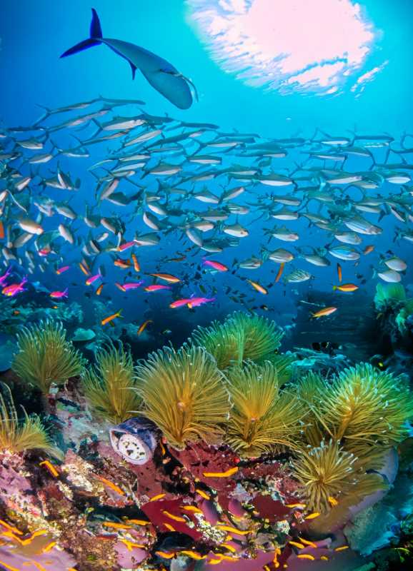 A vibrant tapestry of reef fish, featuring endemic species unique to the Gulf of California.