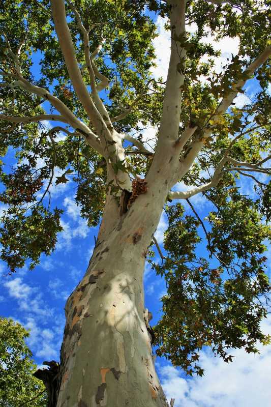 The majestic Cottonwood Cathedral stands tall, sheltering diverse wildlife in Islas Marías.