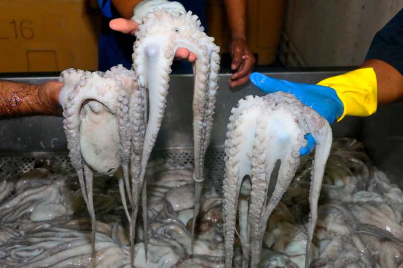 A photo of a Mexican fisherman holding a large octopus.