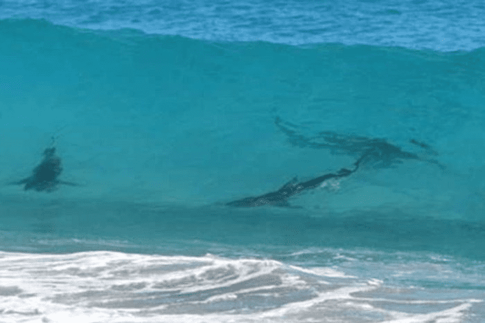Cancun sharks run foreign tourists out of the sea