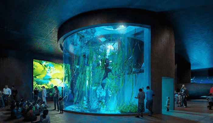 The Great Mazatlan Aquarium Splashes onto the Scene!