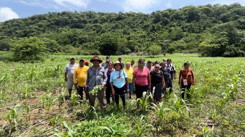 How Mexico Supports 2 Million Agricultural Producers