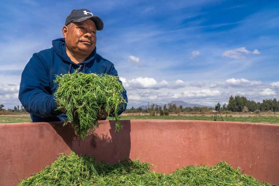 I'm Having Weeds for Christmas (And You Should Too)