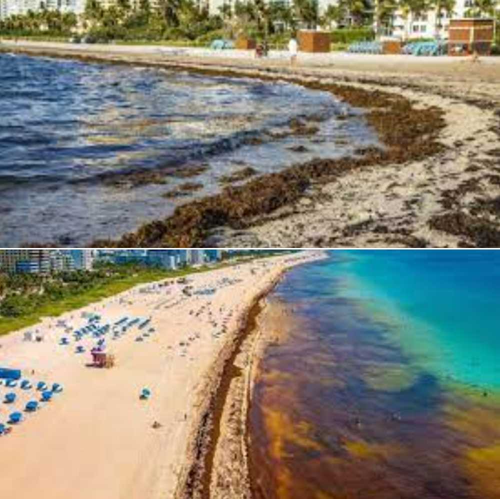 Cuba Seaweed Current Conditions and Impact