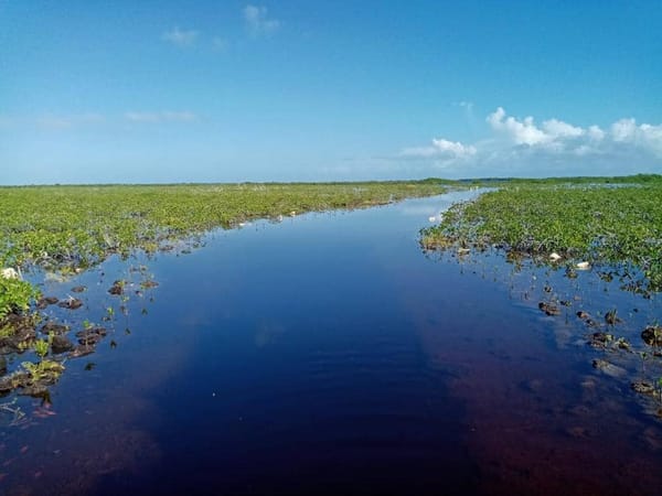 Just how much do you depend on wetlands?