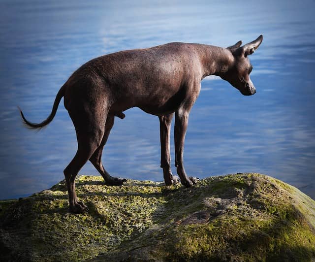 Mexican hairless dog Xoloitzcuintli