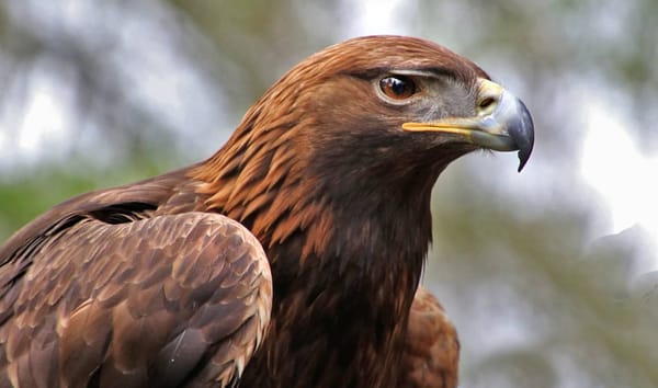 The golden eagle in Mexico.