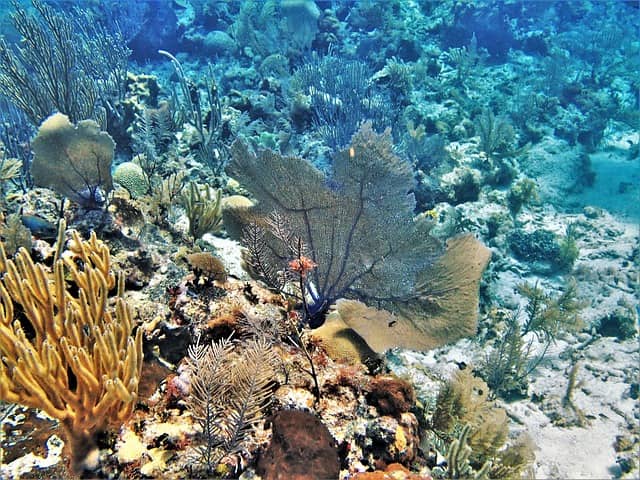 Coral reef fishes