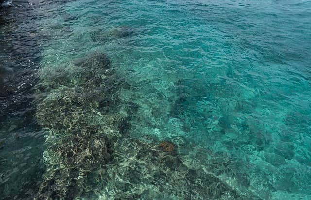 Coral reefs near the coasts in Cozumel.