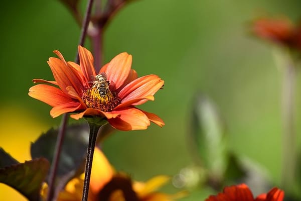 Flower, bee, and pollination.