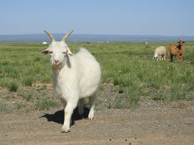 Goat herd.