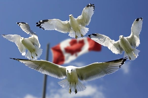 Citizens of Canada wanted to be vaccinated in Puerto Vallarta.