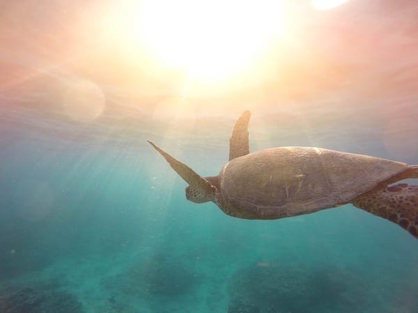 Sea turtles in Mexico