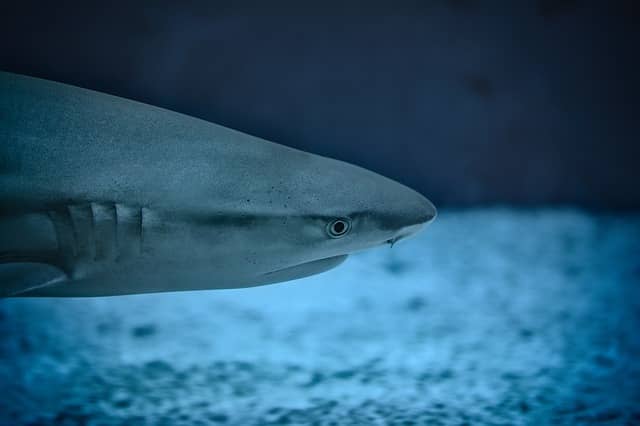 Shark spotted in Puerto Vallarta