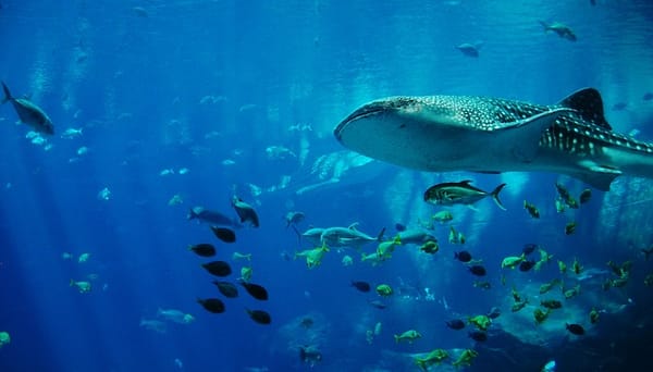 Whale Shark