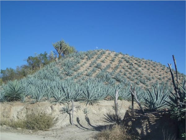 Agave plant for mezcal.