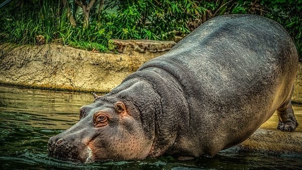 Pablo Escobar brought hippopotamuses to Colombia.