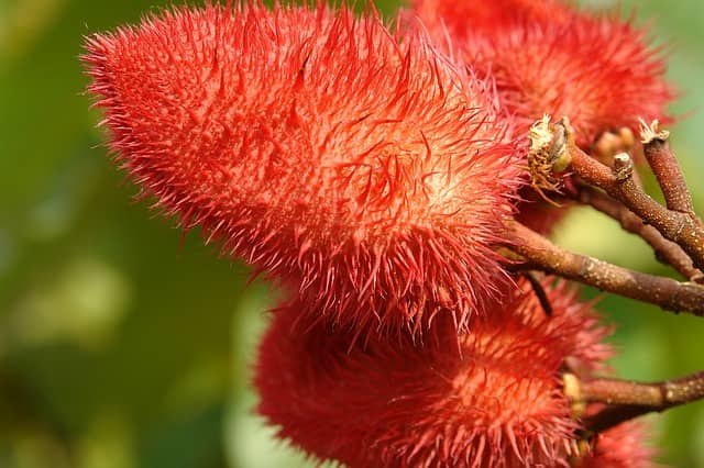 The achiote tree is native to tropical regions of the Americas, including Mexico, Central America, and the Caribbean.