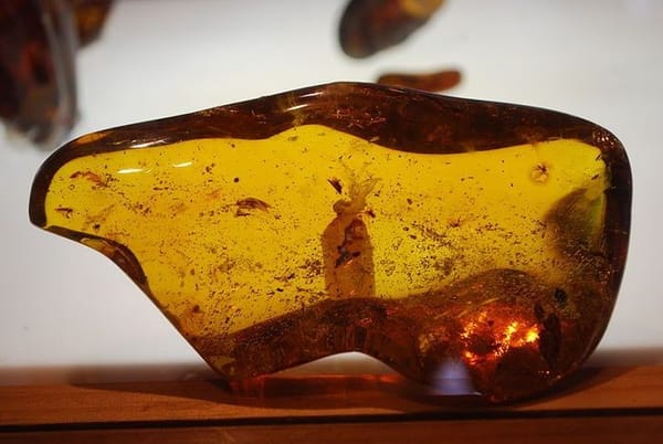 Amber from Chiapas