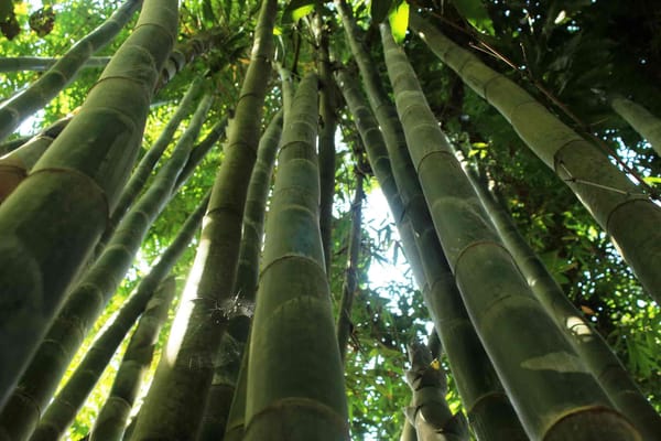 Bamboo in Acapulco, Guerrero.