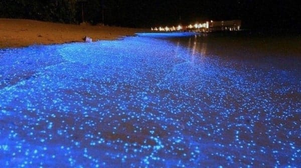 Bioluminescence