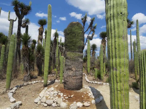 Columnar cacti.