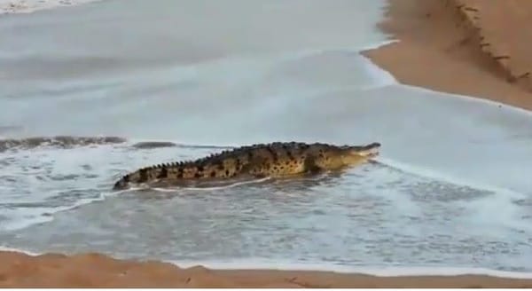 Crocodile found at Mazatlan beach.