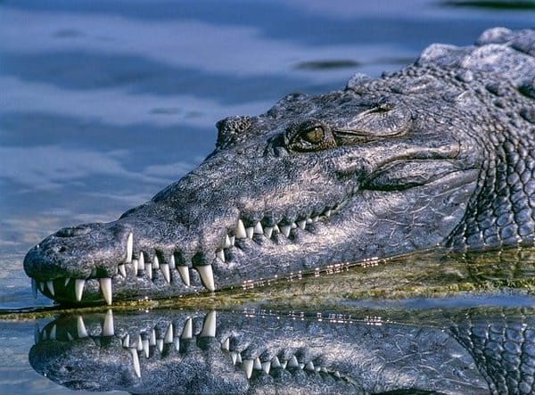 After being attacked by a crocodile, a man dies.