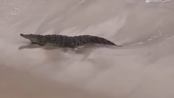 Successful capture of the crocodile that strolled along Mazatlan's beaches.