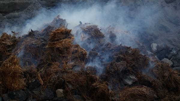 Ancentral mezcal cooking.