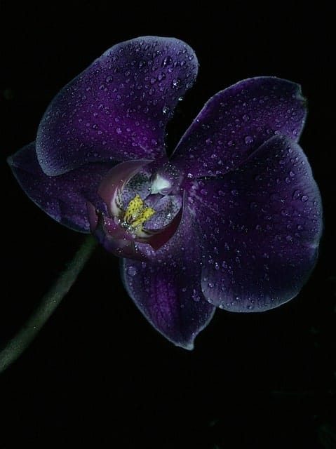 Orchid flower