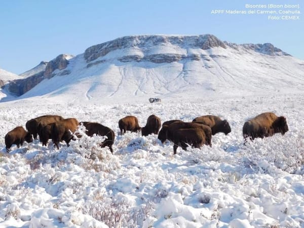 Herd of American Bison