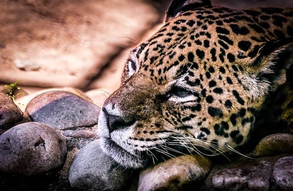 Jaguar