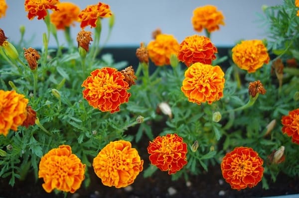 Cempasúchil ("marigold") flower.