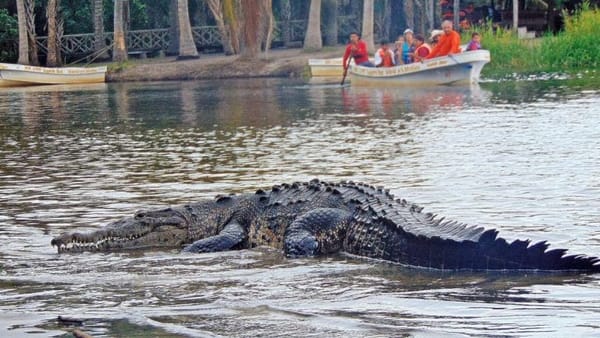 Crocodiles are coming out during the rainy season.