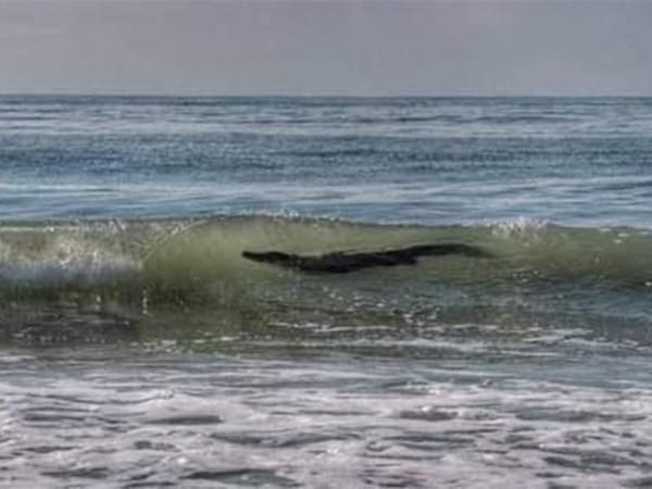 A crocodile in Acapulco.