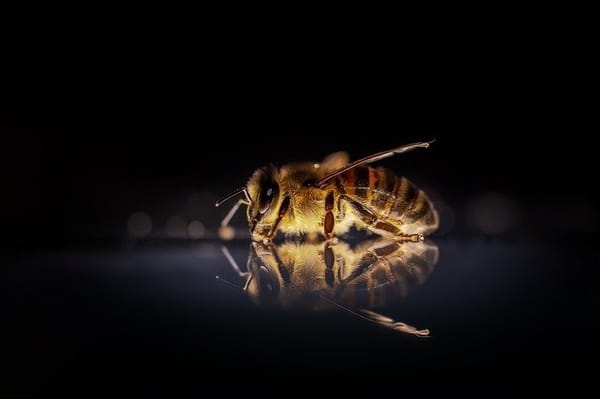 Bee