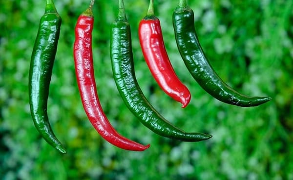 Oaxacan hot creole chilies.