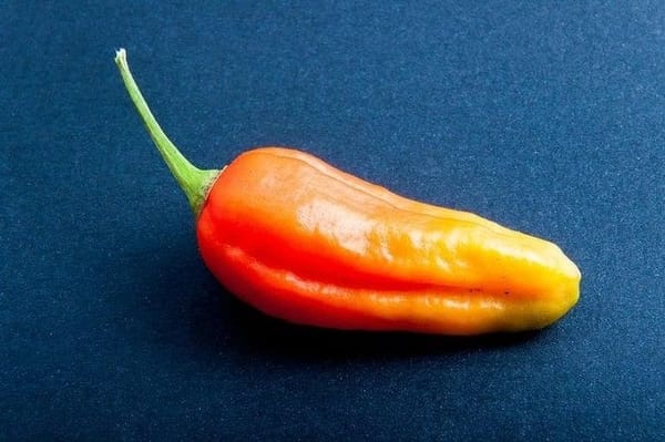 Chili pepper