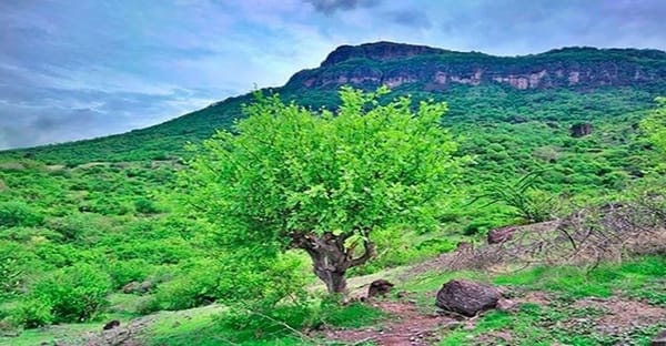 Copal tree