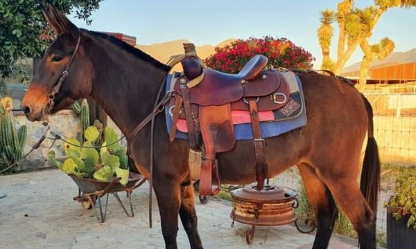 Mexican donkey: Mixteco Profile