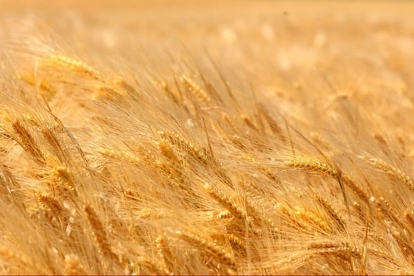 Wheat