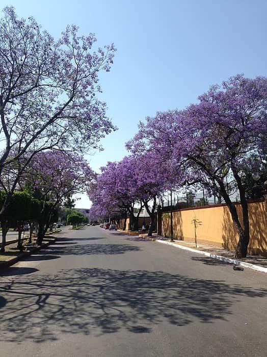 Jacarandas in Mexico City